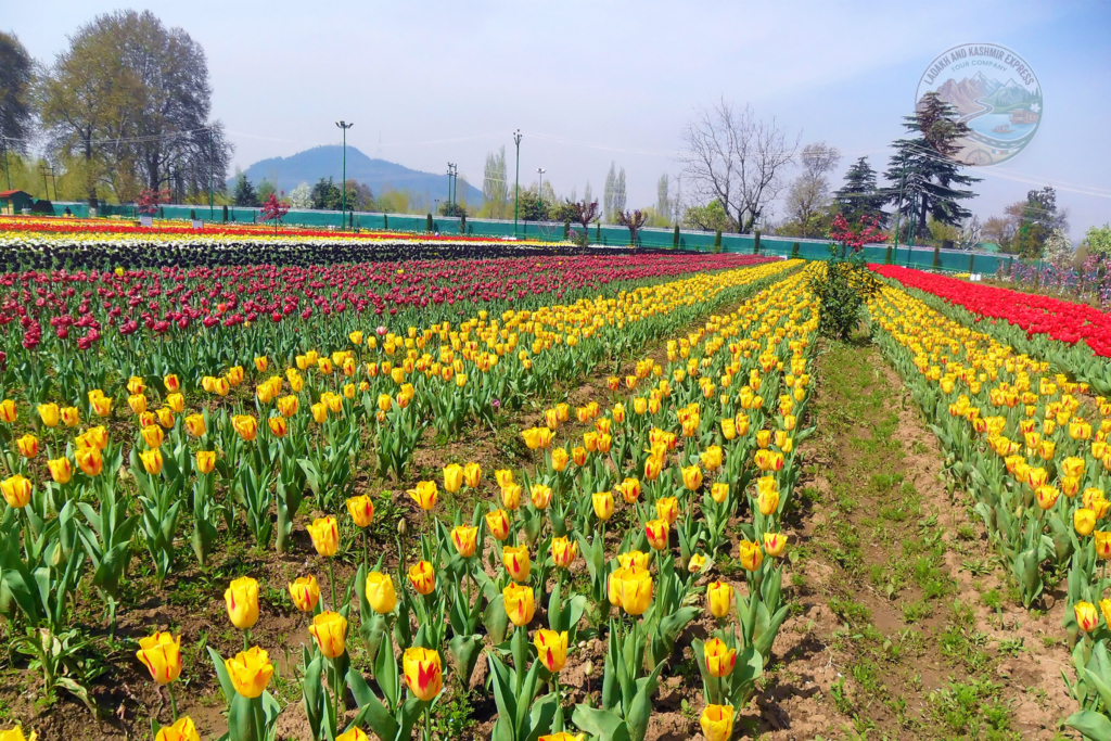 Srinagar Tulip Garden